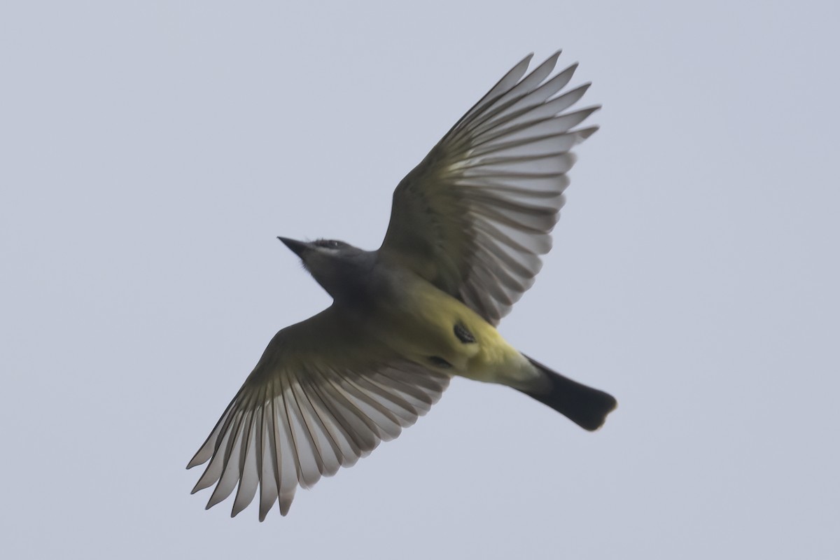 Cassin's Kingbird - Ted Keyel