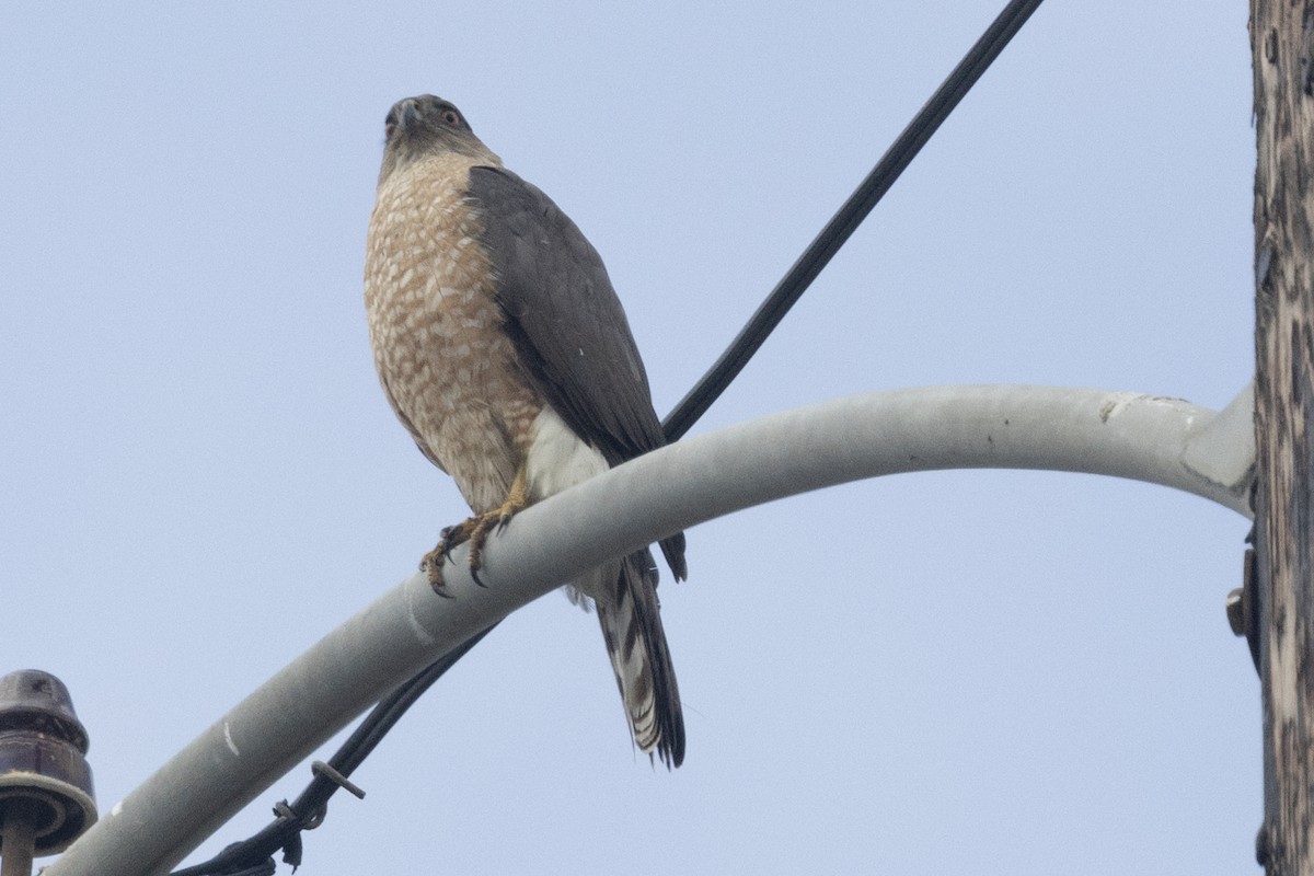 Cooper's Hawk - Ted Keyel