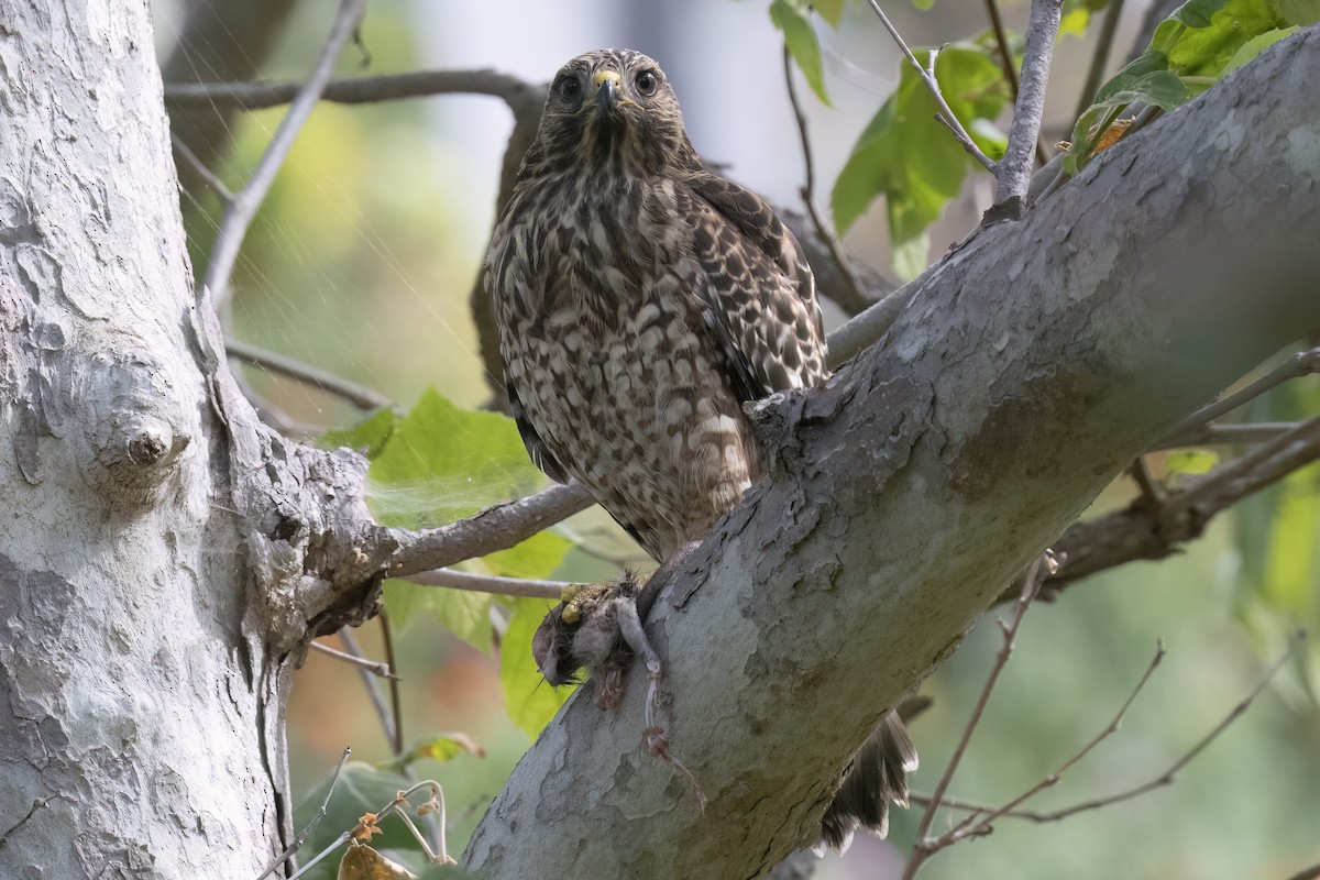 Red-shouldered Hawk - Ted Keyel