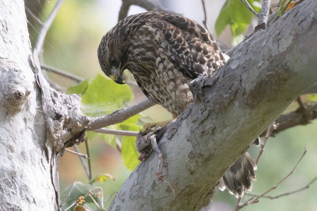 Red-shouldered Hawk - Ted Keyel