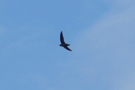 Chimney Swift - Larry Clarfeld