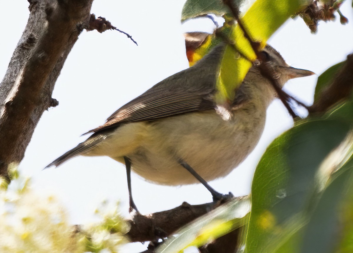 Warbling Vireo - DAB DAB