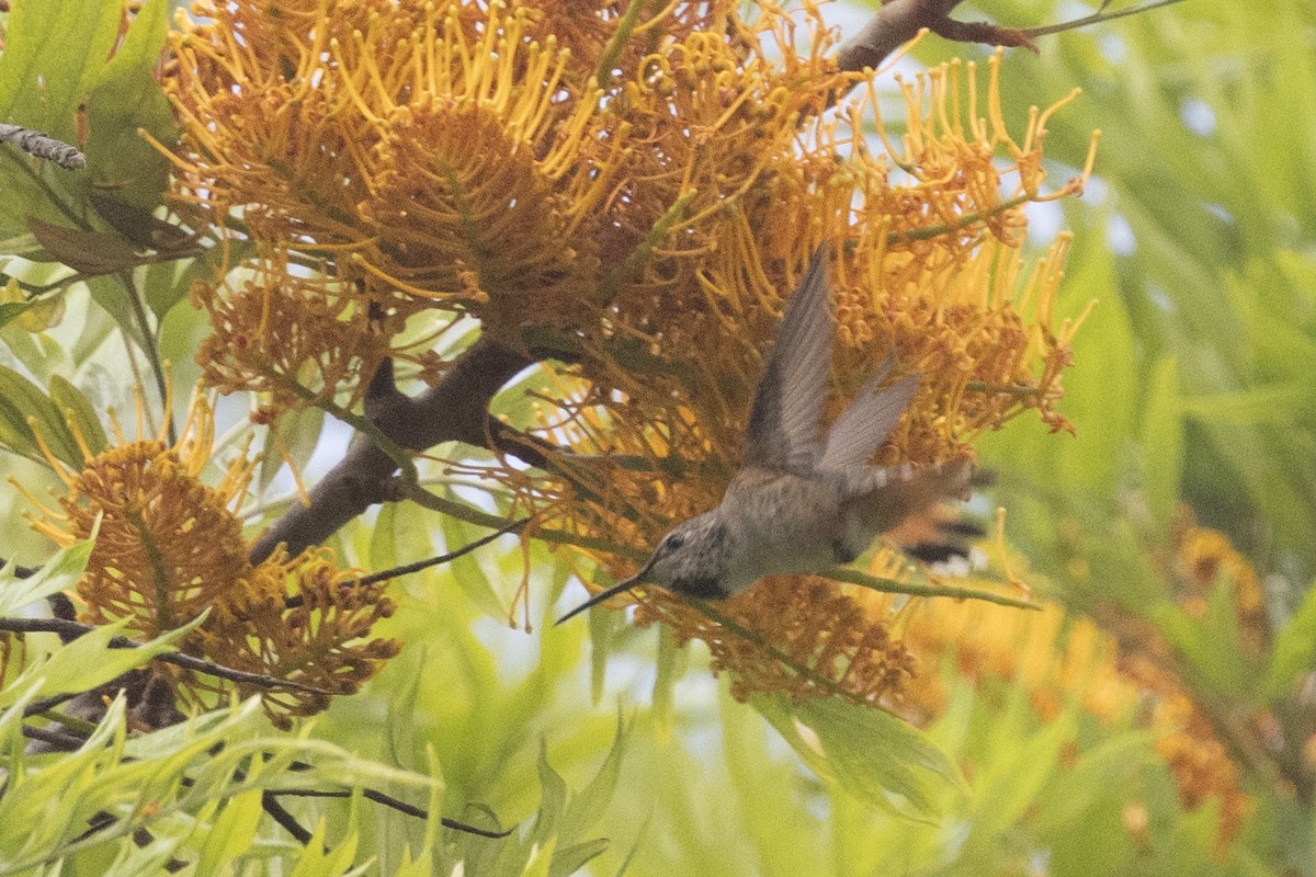 Rufous/Allen's Hummingbird - ML619601598