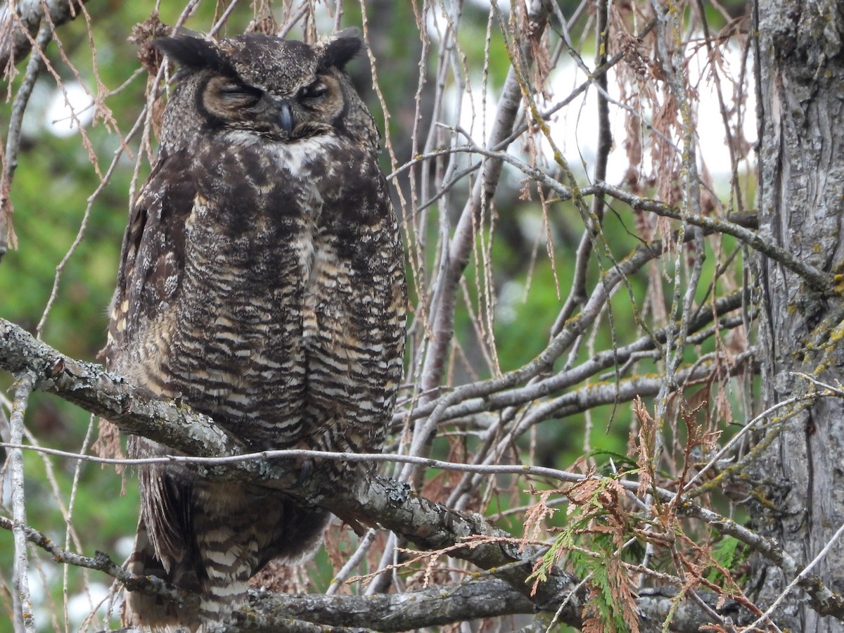 Great Horned Owl - Tammy Bradford