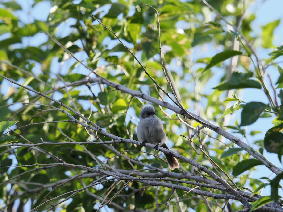 Bushtit - Shawn McCormick