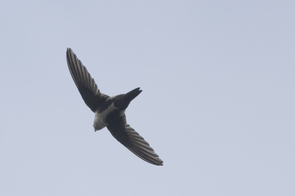 White-throated Swift - Ted Keyel