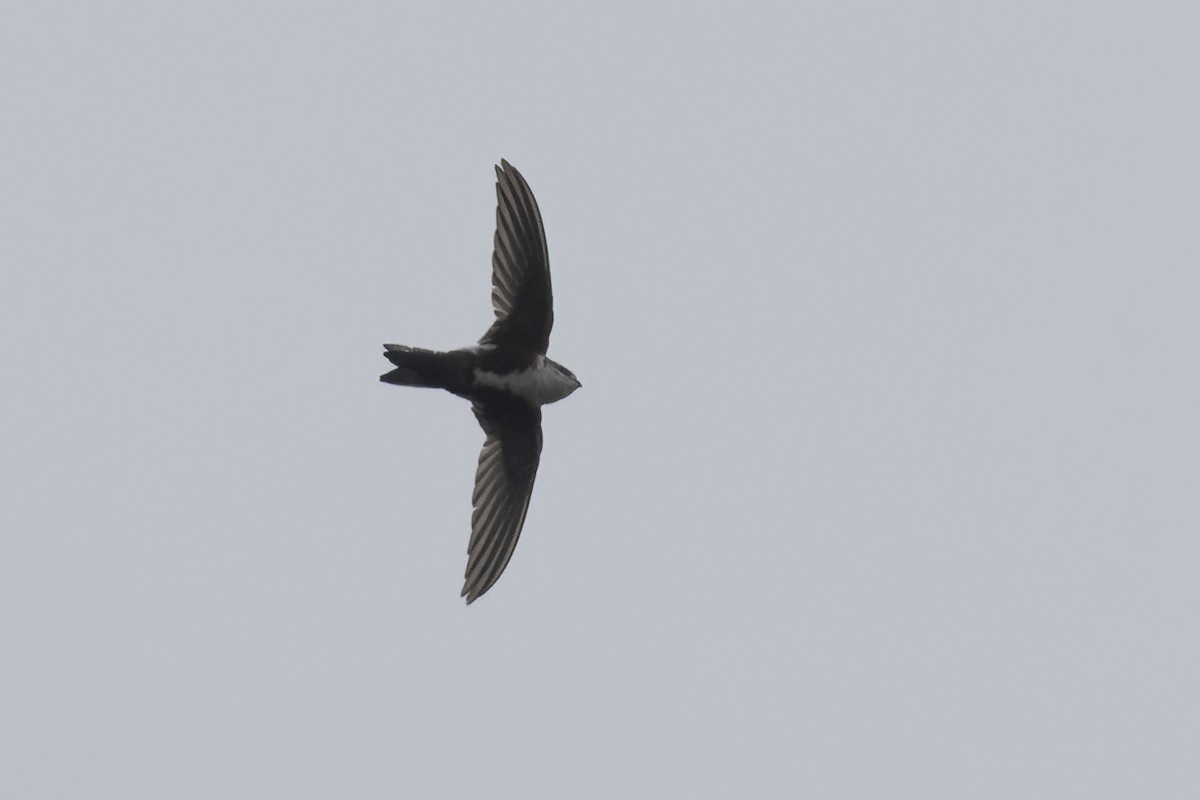 White-throated Swift - Ted Keyel