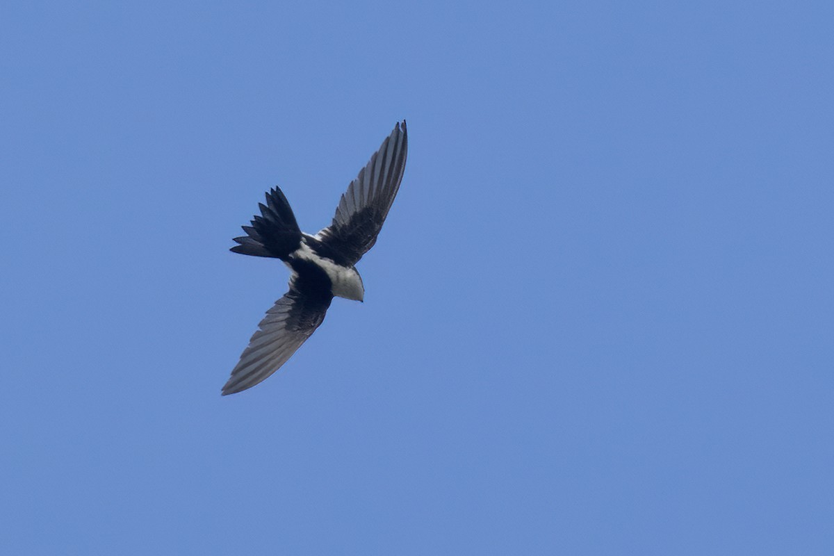 White-throated Swift - Ted Keyel