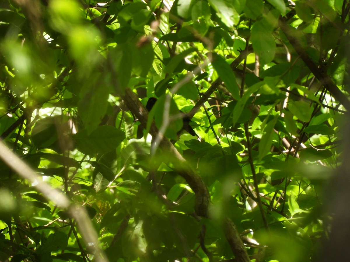 Lance-tailed Manakin - Leandro Niebles Puello