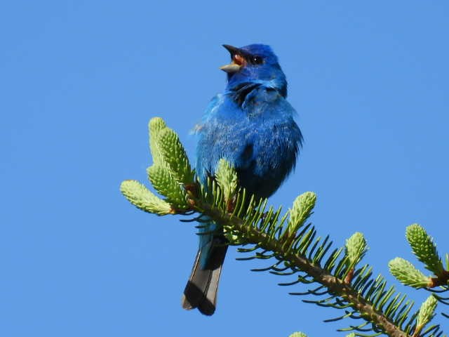 Indigo Bunting - Joe McGill