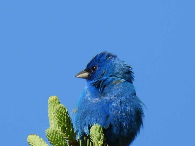 Indigo Bunting - Joe McGill