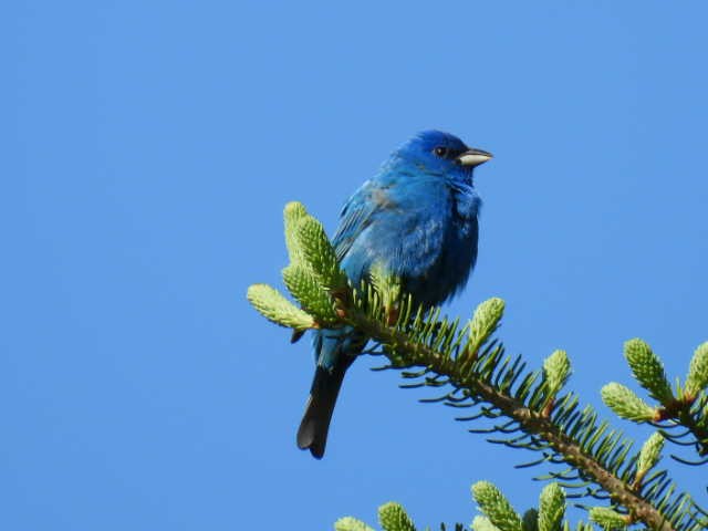 Indigo Bunting - Joe McGill