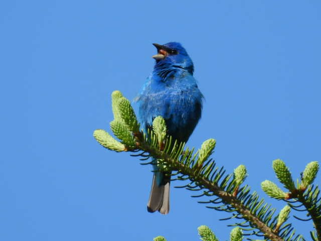 Indigo Bunting - Joe McGill