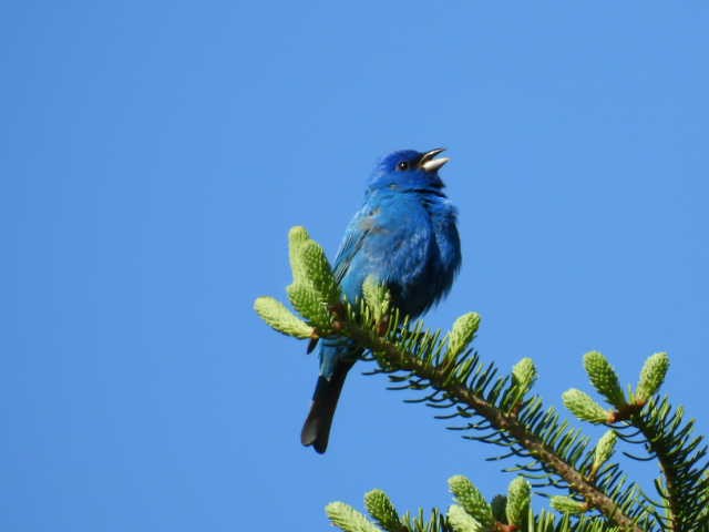 Indigo Bunting - Joe McGill