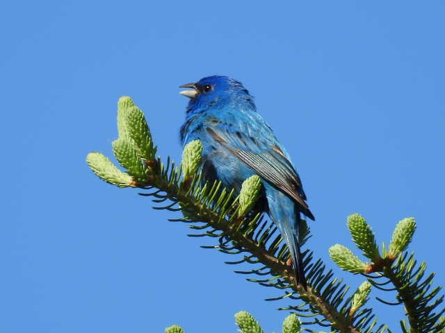 Indigo Bunting - Joe McGill