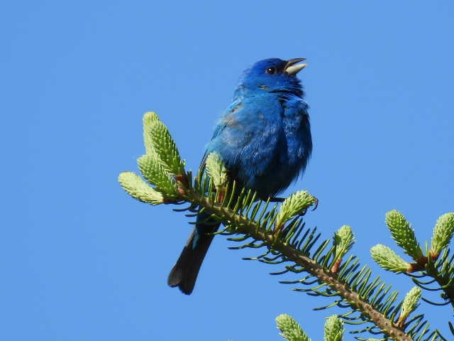 Indigo Bunting - Joe McGill