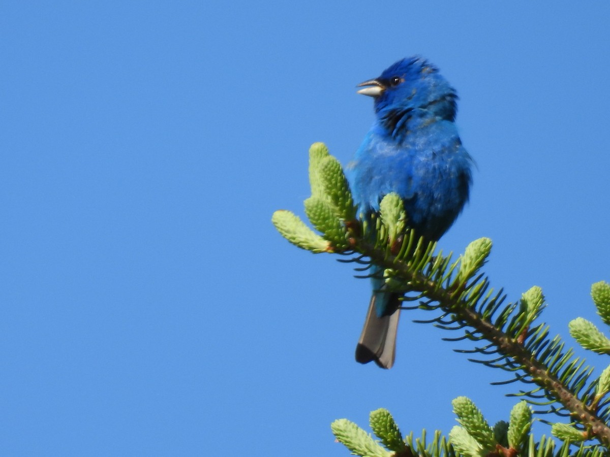 Indigo Bunting - Joe McGill