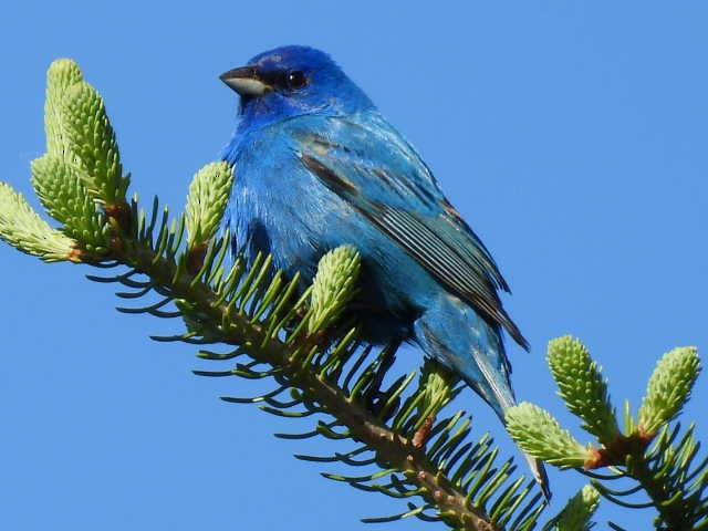 Indigo Bunting - Joe McGill