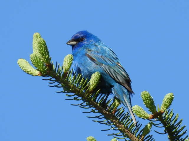 Indigo Bunting - Joe McGill