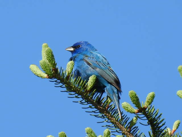 Indigo Bunting - Joe McGill