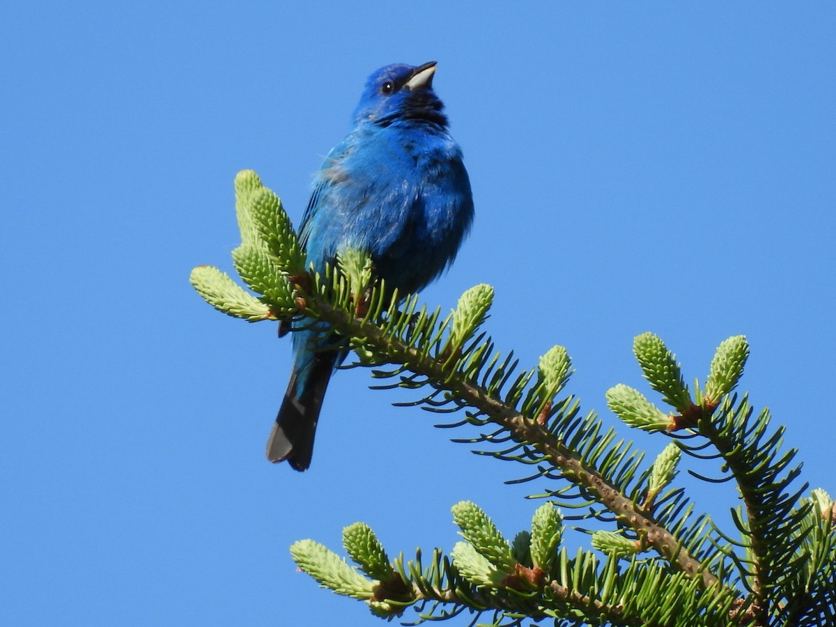 Indigo Bunting - Joe McGill