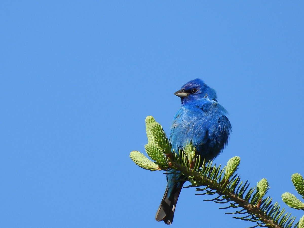 Indigo Bunting - Joe McGill