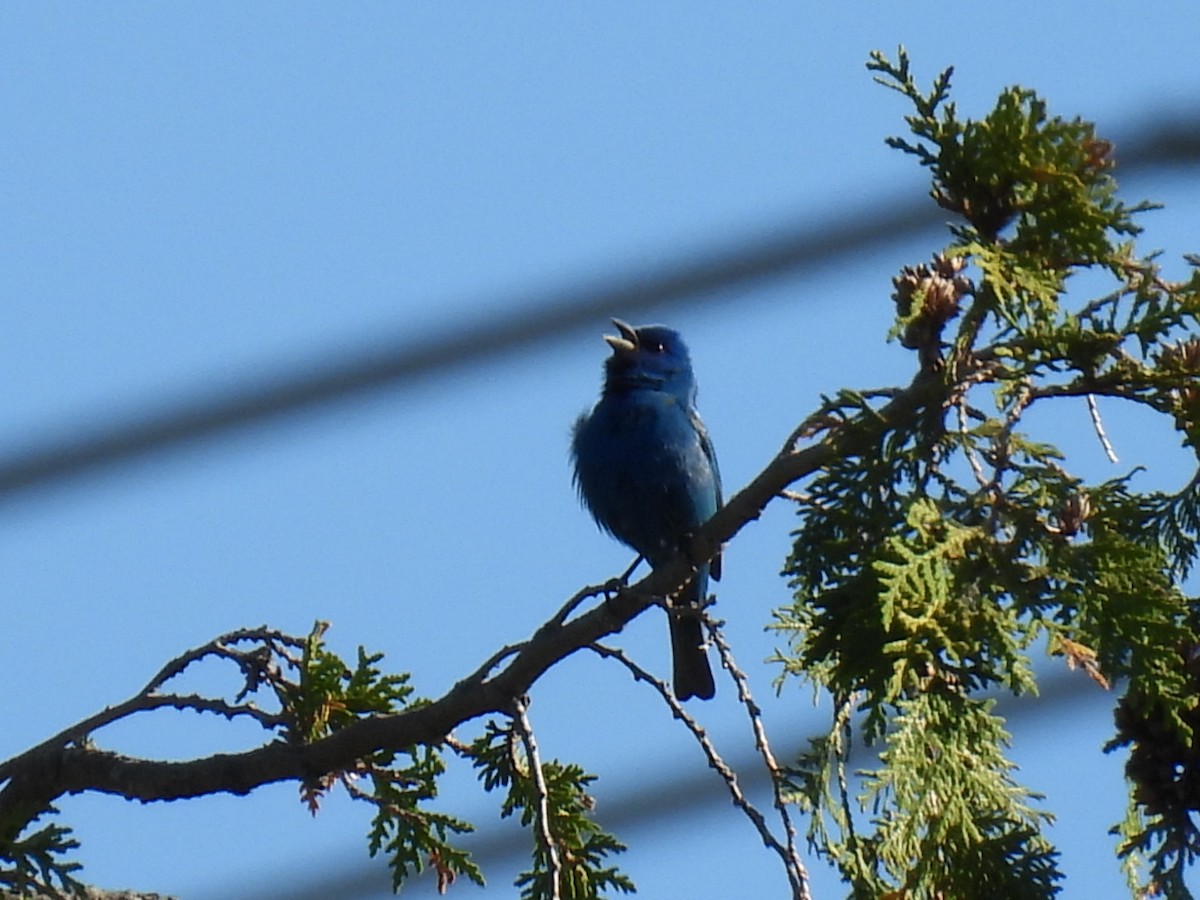 Indigo Bunting - Joe McGill