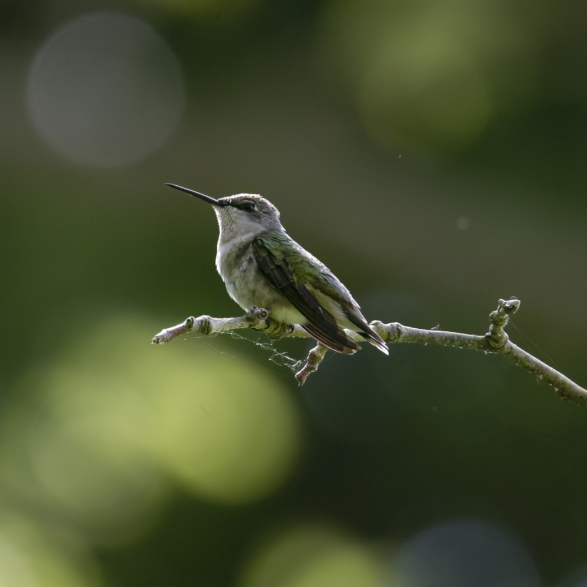 Ruby-throated Hummingbird - Kara Zanni