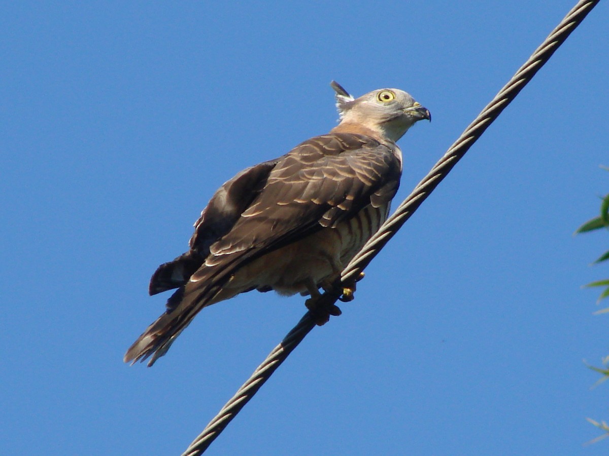 Pacific Baza - Andrew Bishop