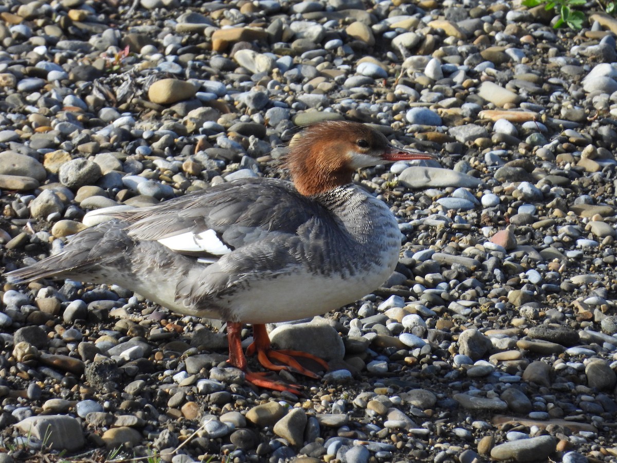 Common Merganser - Marilyn Weber