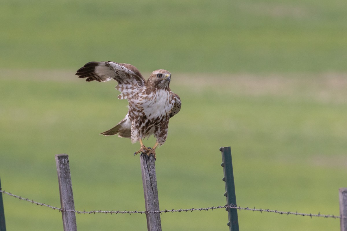 Red-tailed Hawk - ML619601665