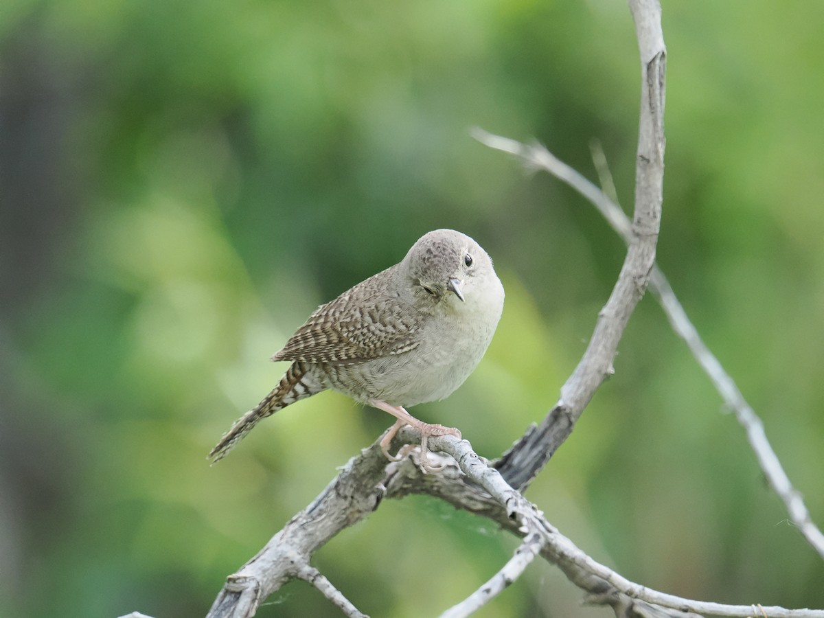 House Wren - Shawn McCormick