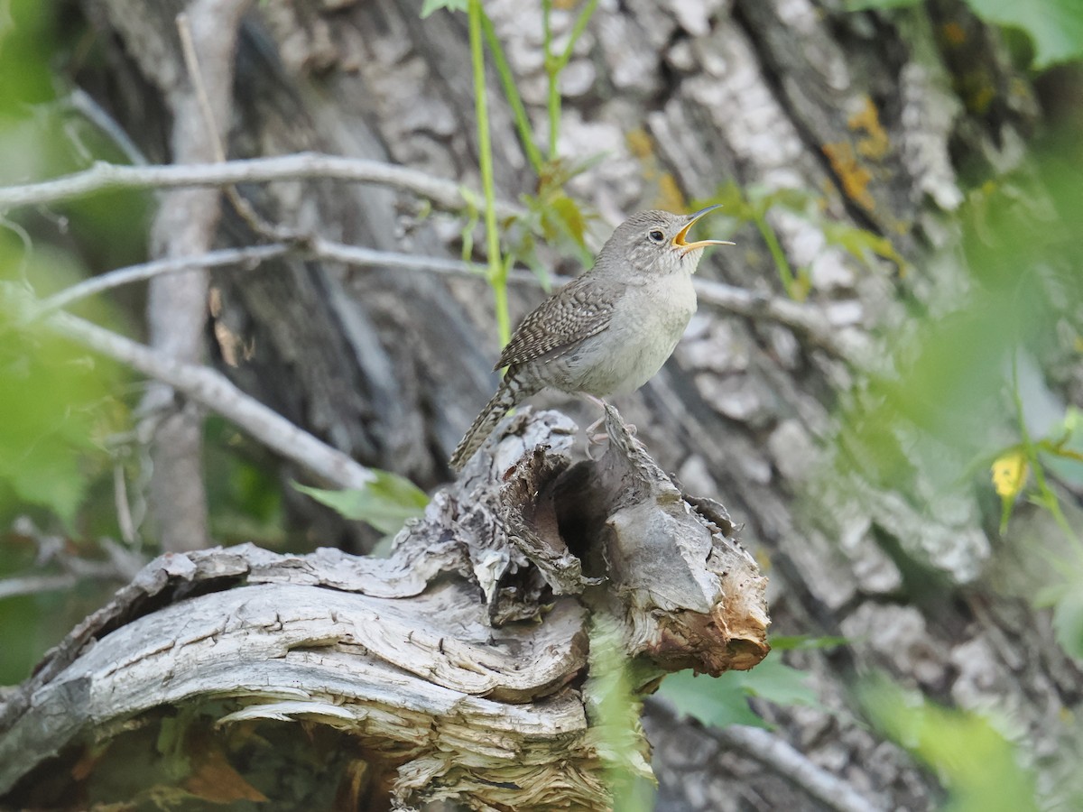 House Wren - Shawn McCormick