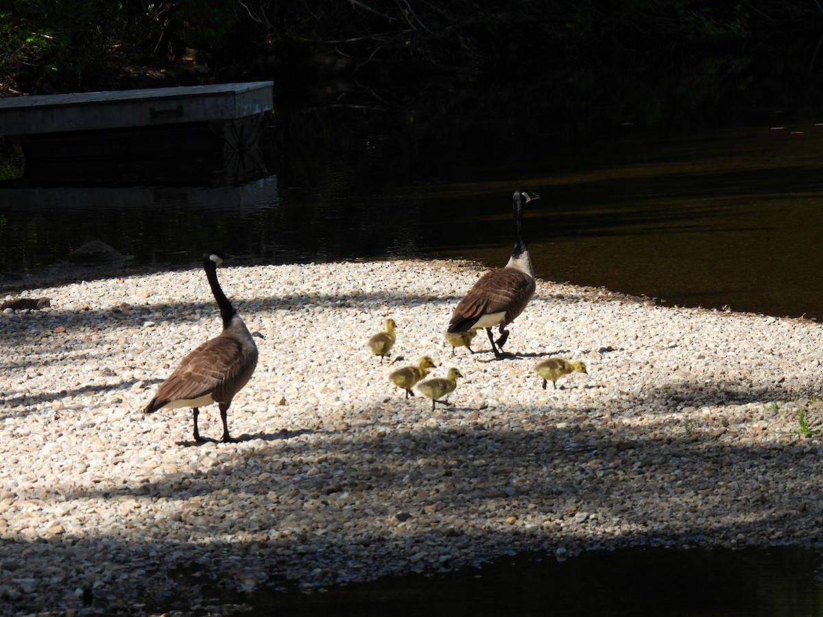 Canada Goose - Joe McGill