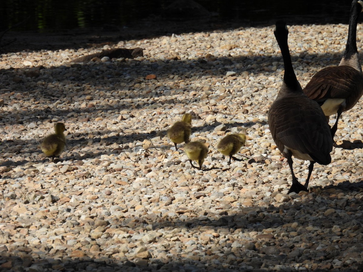 Canada Goose - Joe McGill