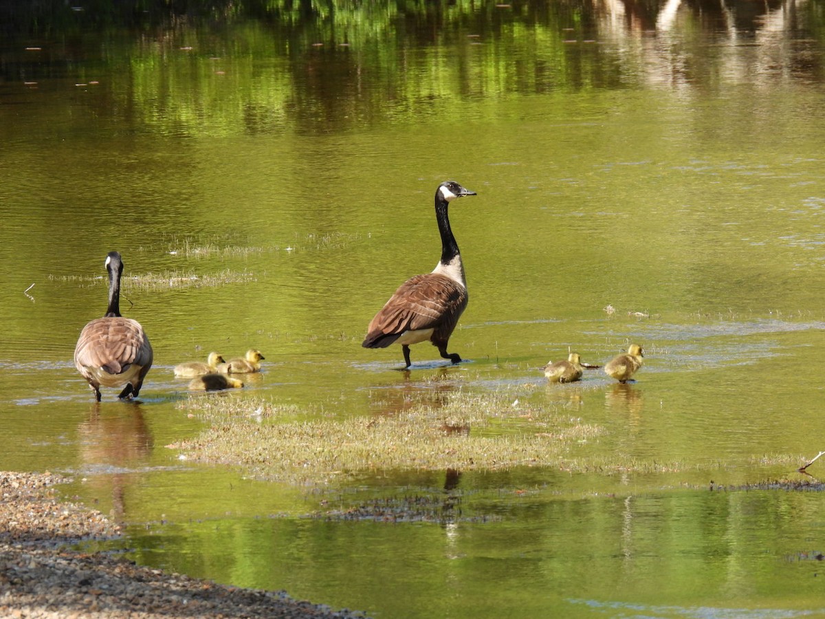 Canada Goose - Joe McGill