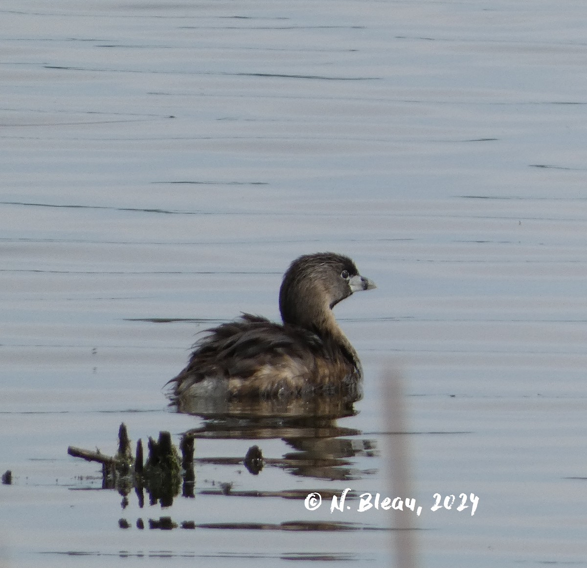 Pied-billed Grebe - ML619601682