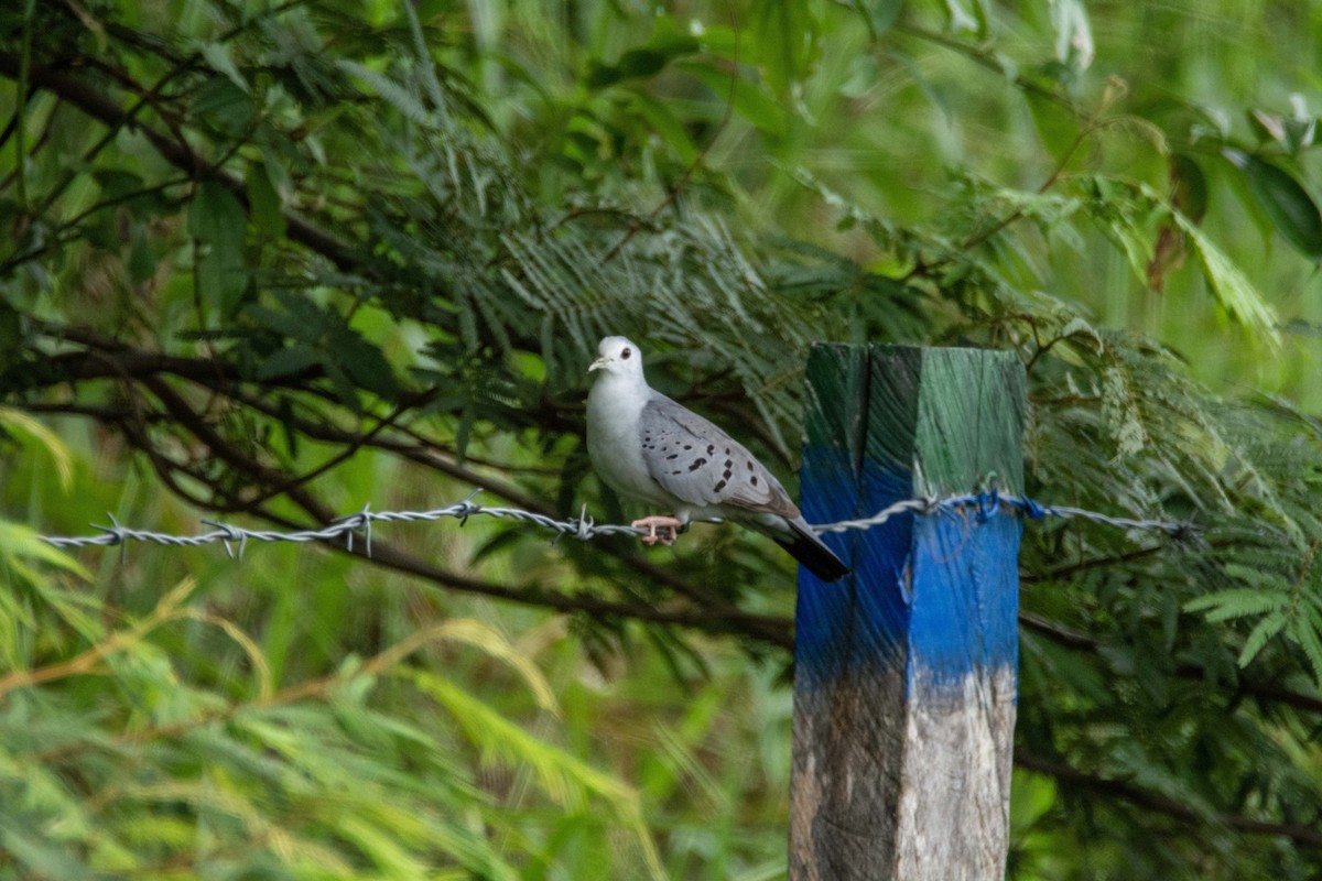 Blue Ground Dove - ML619601693