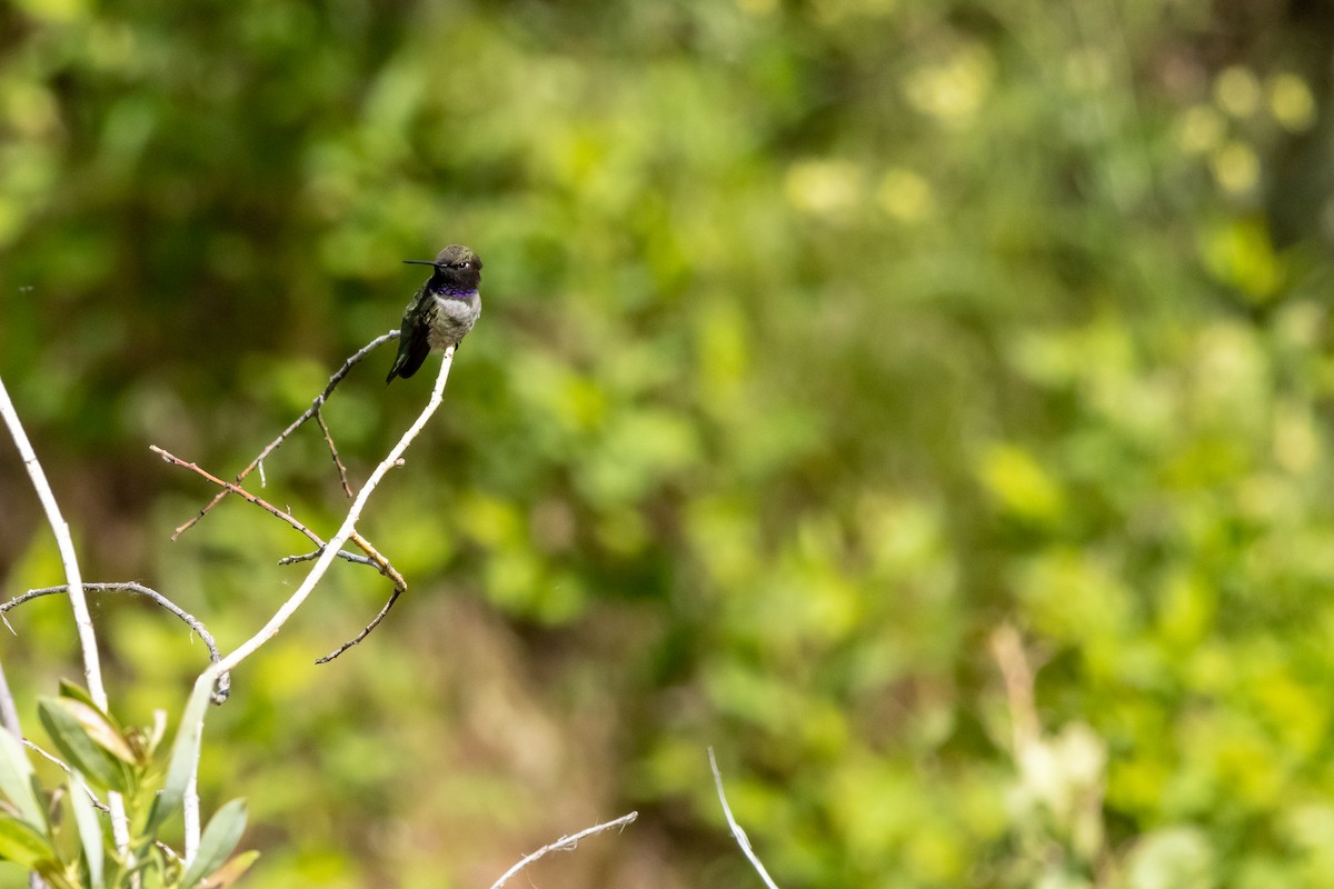 Black-chinned Hummingbird - Stephanie Low