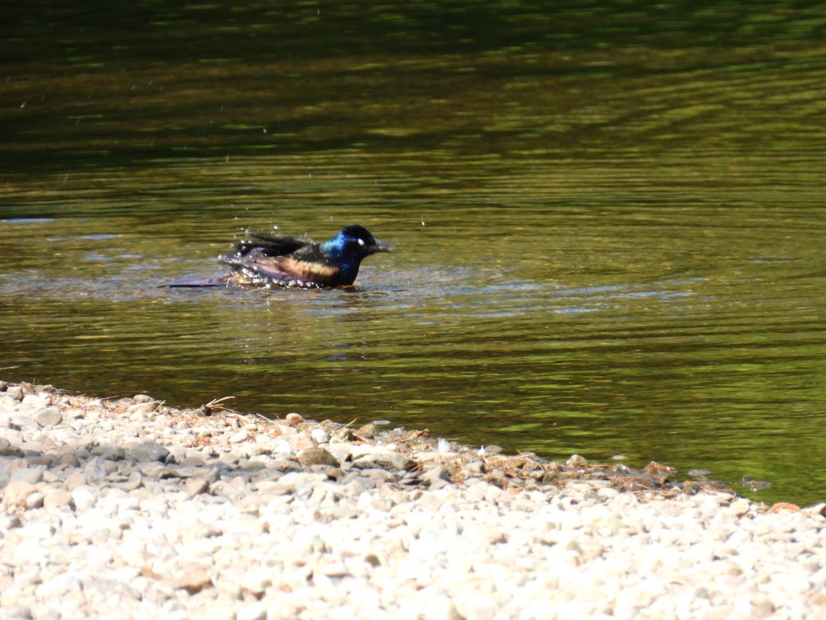 Common Grackle - Joe McGill