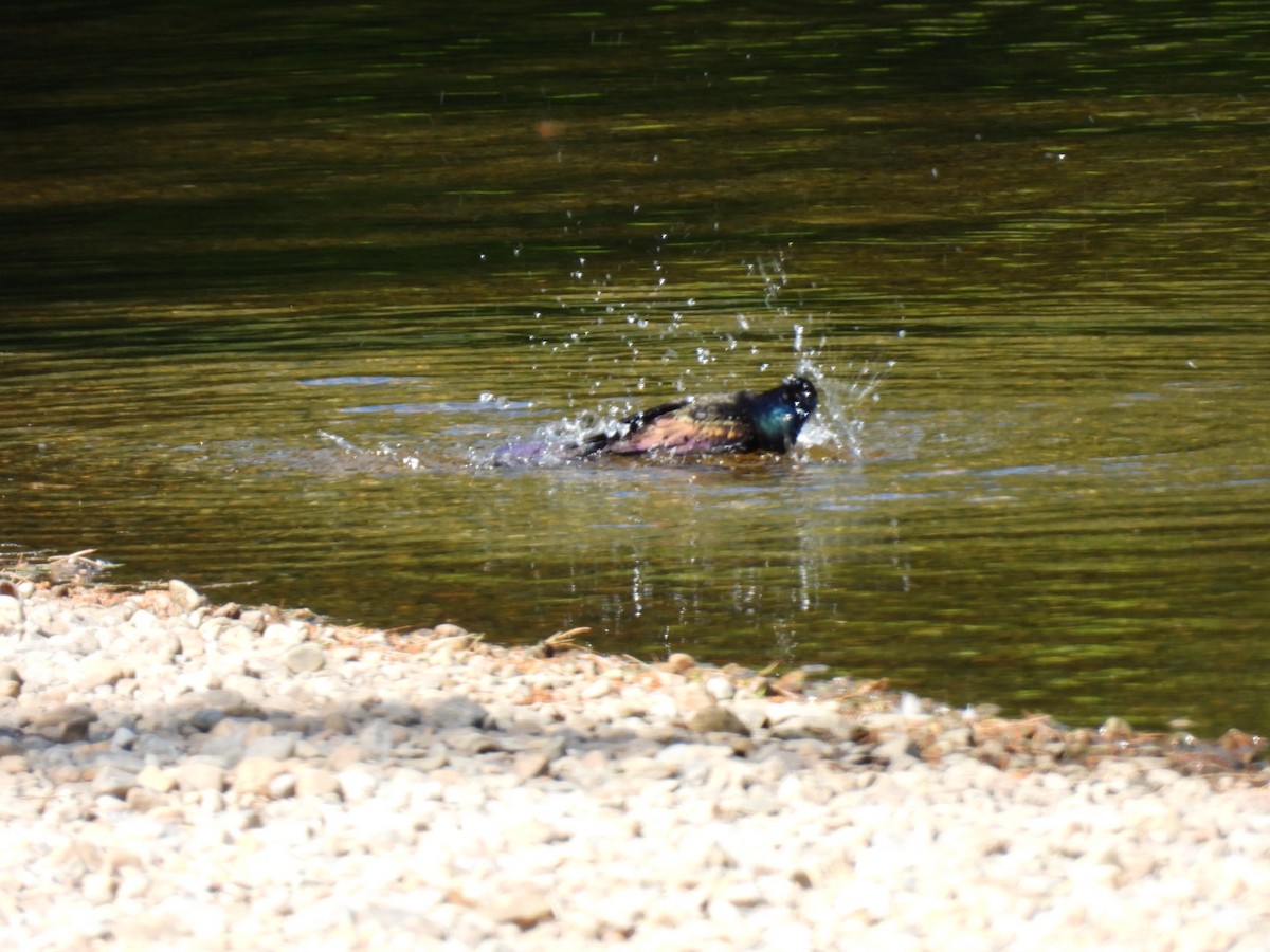 Common Grackle - Joe McGill