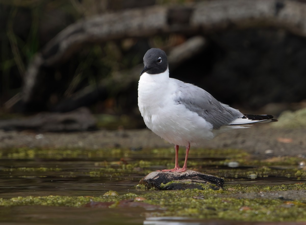 Bonaparte's Gull - Pete Sole