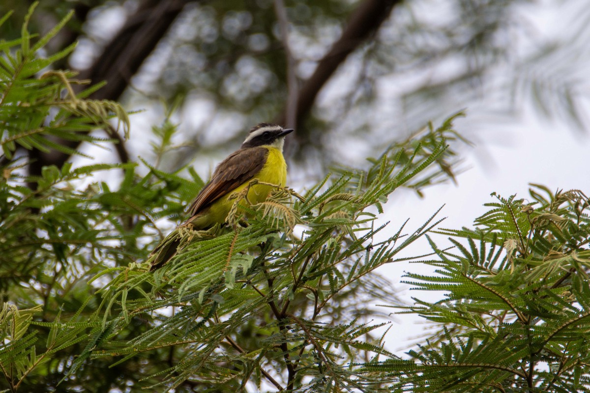 Rusty-margined Flycatcher - FREDY HERNAN VALERO