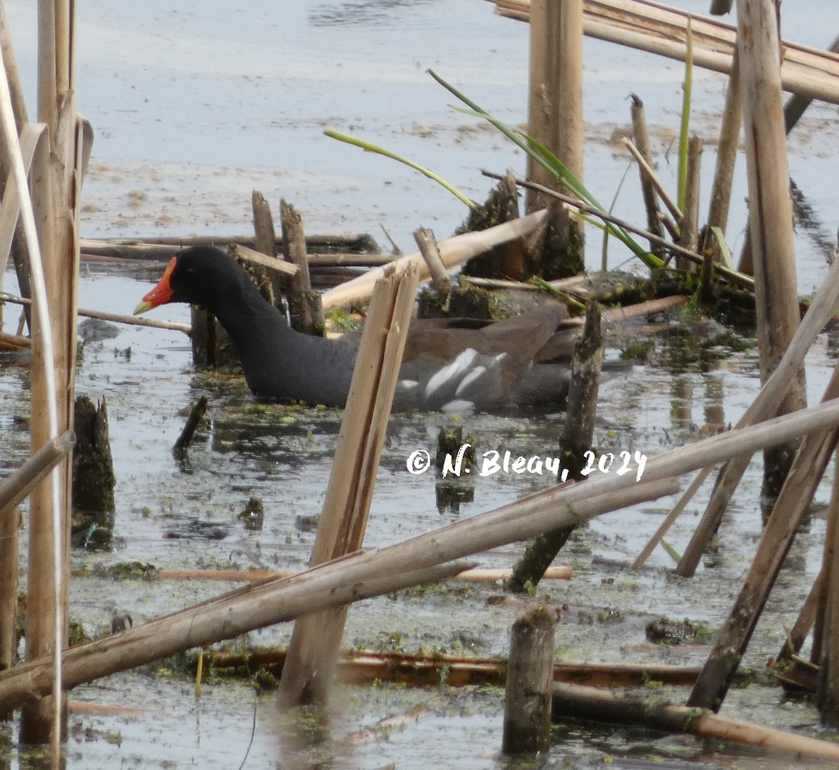 Common Gallinule - Nathalie Bleau