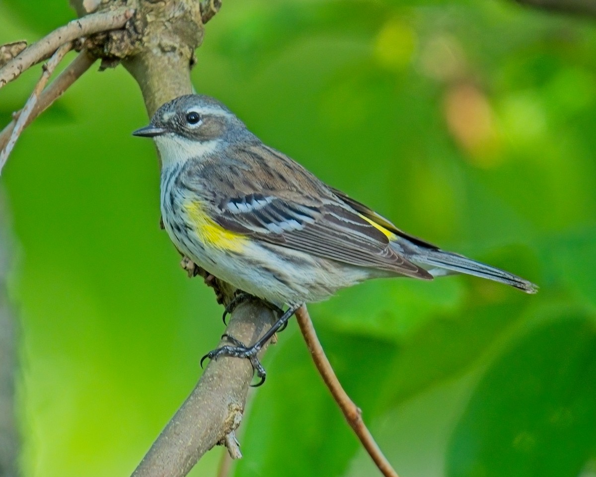 Yellow-rumped Warbler (Myrtle) - Frank Letniowski