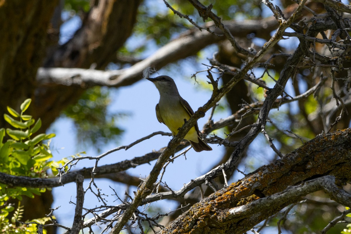 Western Kingbird - Stephanie Low