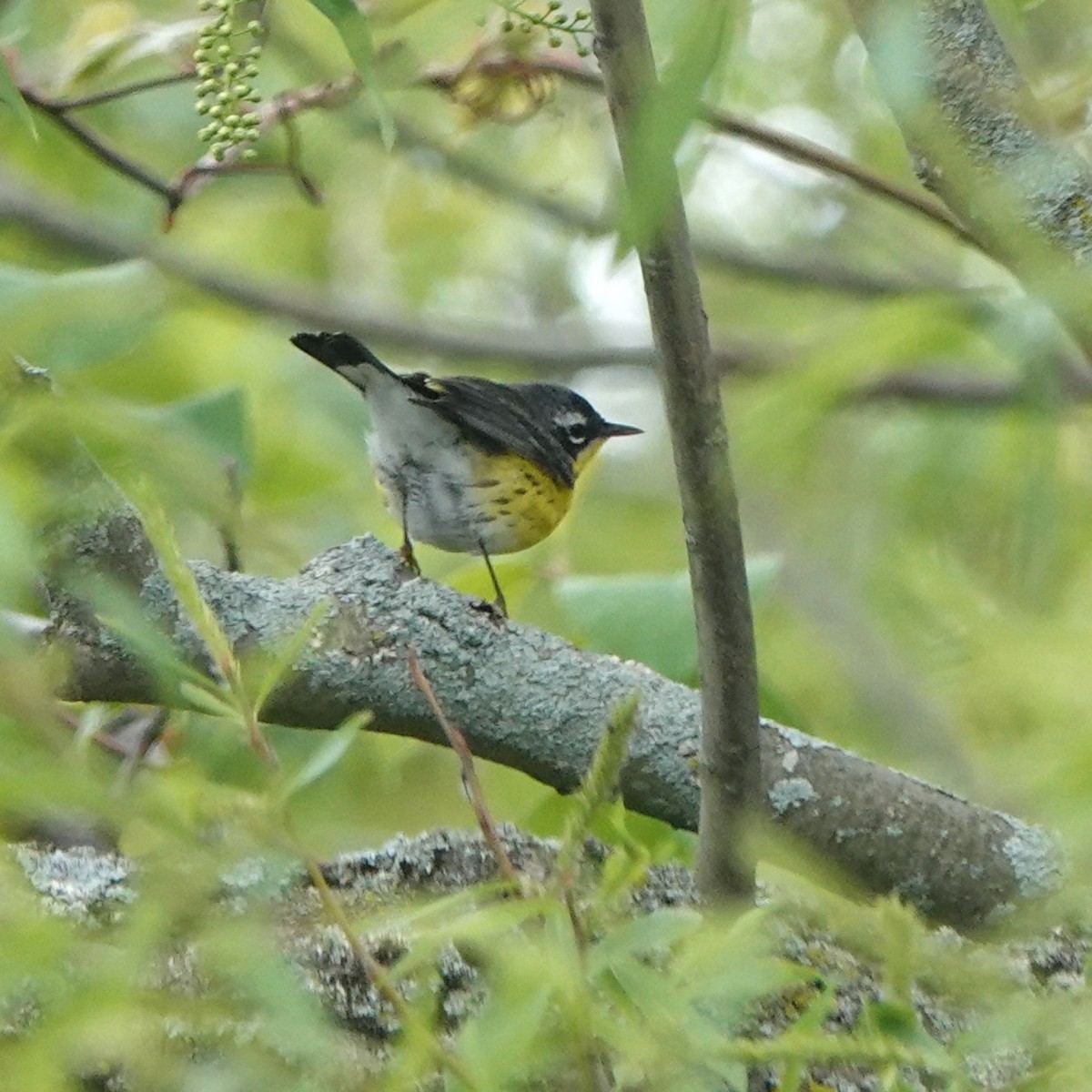 Magnolia Warbler - Doug Johnson