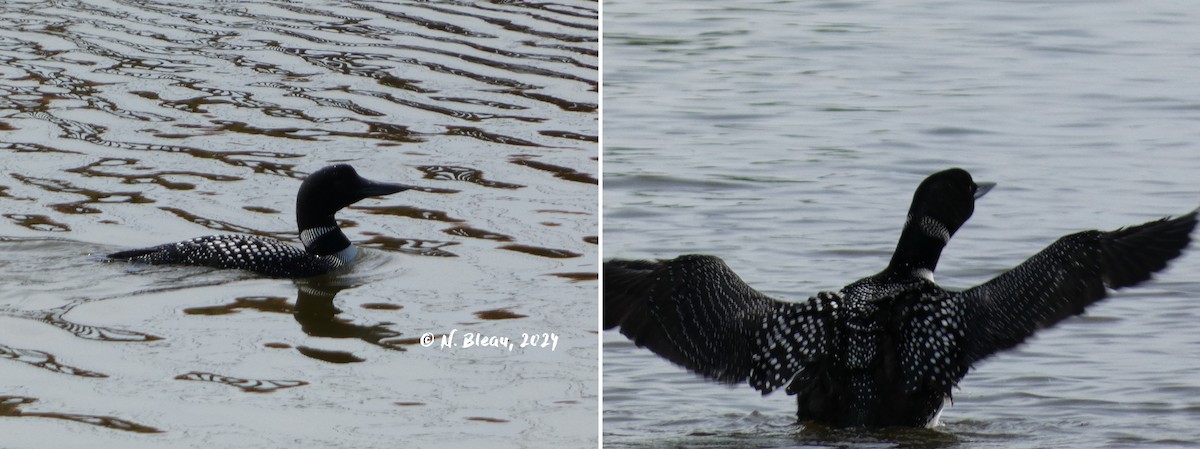 Common Loon - Nathalie Bleau