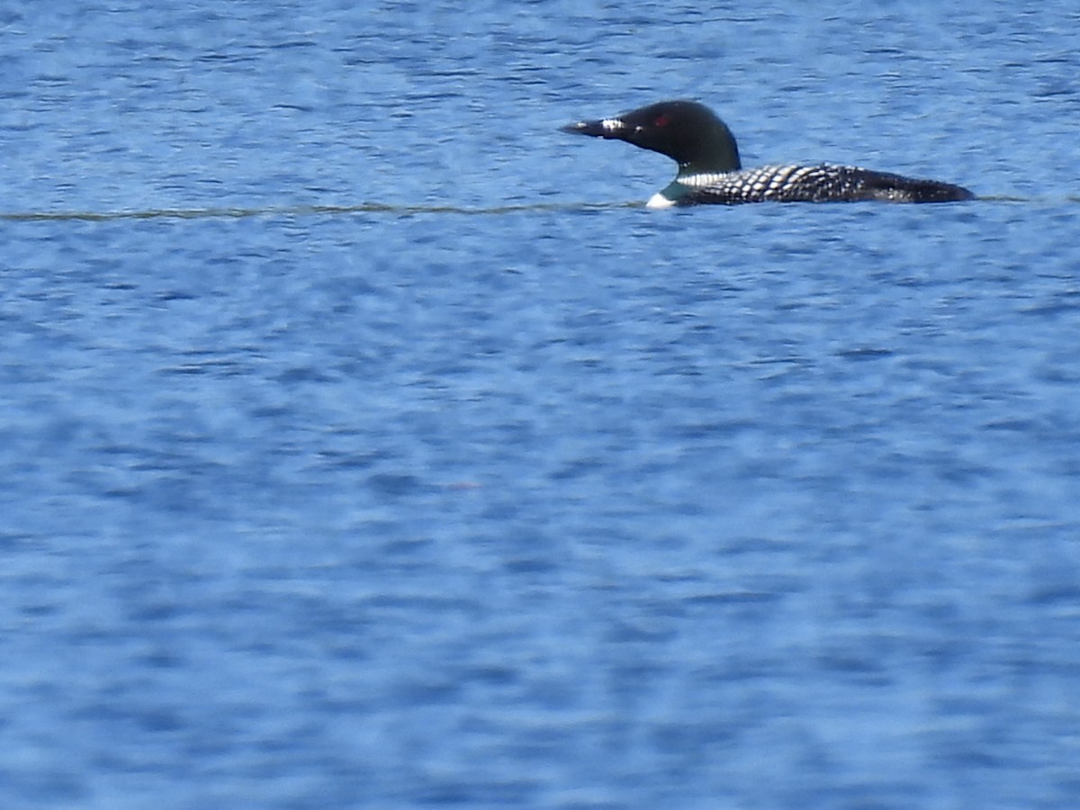 Common Loon - Joe McGill