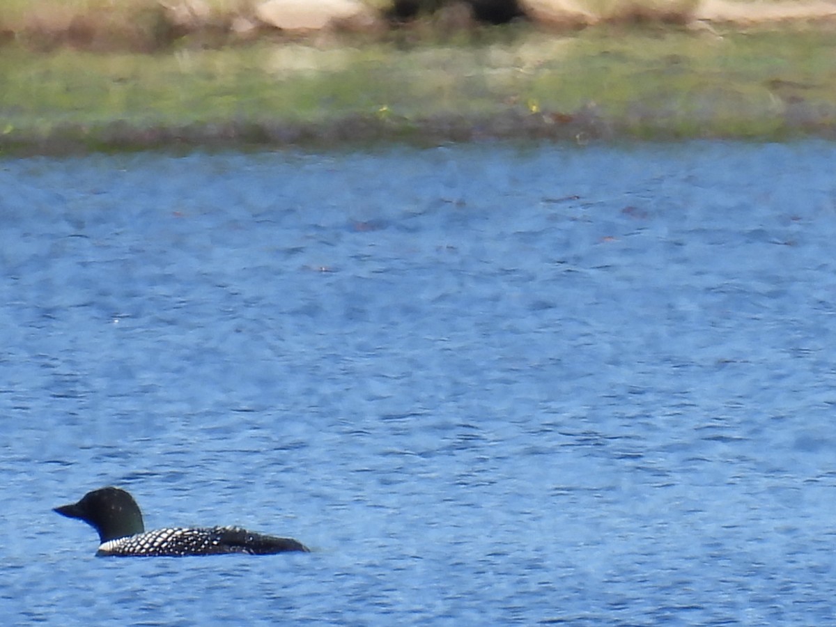 Common Loon - Joe McGill